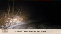 Stock Headlights at Fishing Creek Nature Preserve on a Moonless night