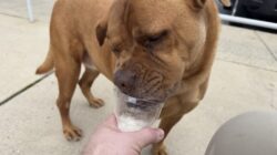 Diva, a brown shelter dog, enjoying a pup cup outdoors during her Dog’s Day Out.